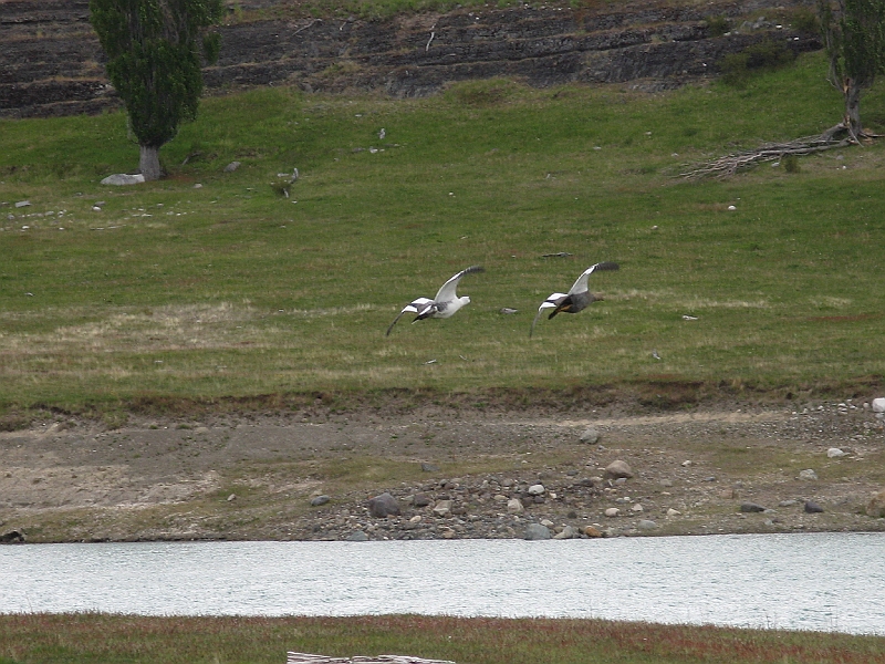 Patagonie 170.jpg